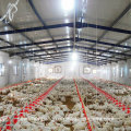 Automatic Chicken House Equipment for Broiler Production